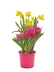 pink hyacinth flowers and yellow daffodils arrangement in pots isolated on white background