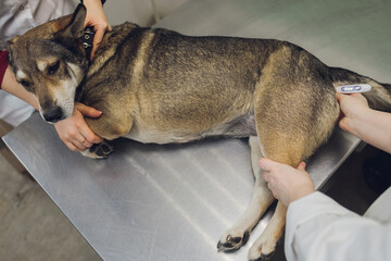 Vet examines the dog's ears in his office.
