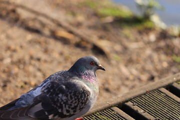 Pigeon strutting around in spring