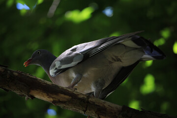 Perching on the tree observing the world 