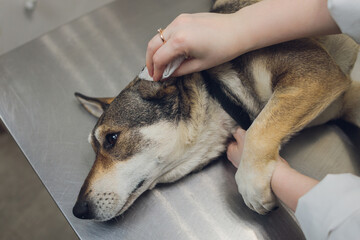 Vet examines the dog's ears in his office.