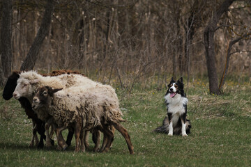 Naklejka na ściany i meble Black tricolor border collie grazing sheep on a farm. English smart shepherd dog breed. A border collie sits and looks at a herd of sheep eating fresh green grass. Sports cattle grazing.