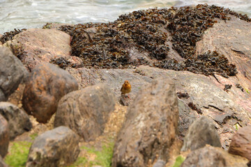 Robin hopping on the rocks by the sea