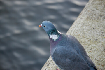 Pigeon escaped into the wild