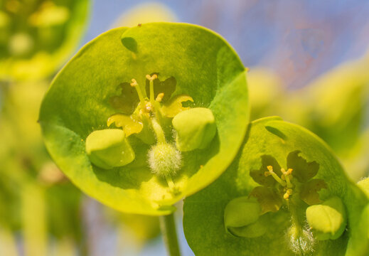 A Close Up Of A Leafy Spurge Plant