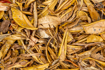 Natural Patterns of Costa Rica