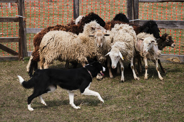 The smartest breed in the world. Black and white smooth haired border collie learns to herd a flock of sheep in a pen. Sports standard for dogs on the presence of herding instinct.