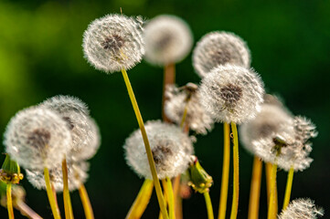 Dente di Leone © ClaudioArnese