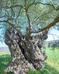 Ancient olive tree with cracked and deformed trunk in Lefkara, Cyprus