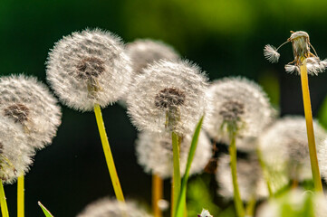 Dente di Leone © ClaudioArnese