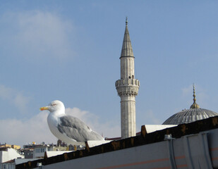 blue mosque city