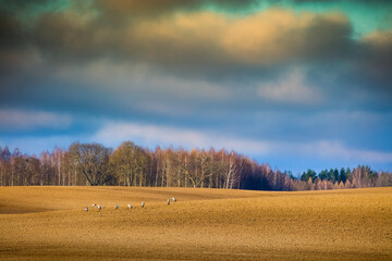Żurawie Na Polach - Przedwiośnie  © Wojciech Lisiński