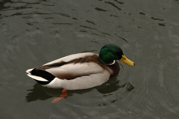 Mallards playing on the water in the river