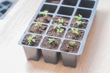 marigold seedlings cultivation and dipping top view