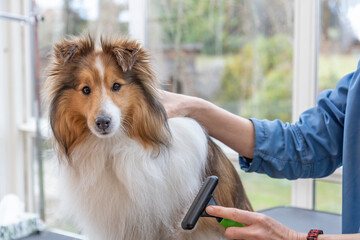 Trimming Sheltie  Dog by professional brush. Dog is looking at camera.