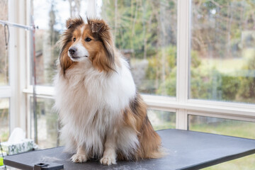 Shetland Sheepdog is posing on grooming table. Horizontally. 
