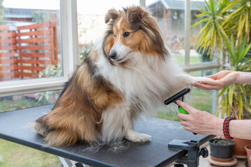 Sitting Sheltie Dog is trimmed by professional groomer woman. Dog is sitting on the table.