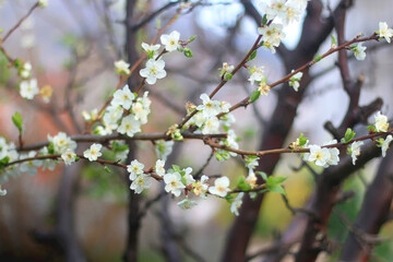 Spring blossoms on a plum tree. Selective focus.