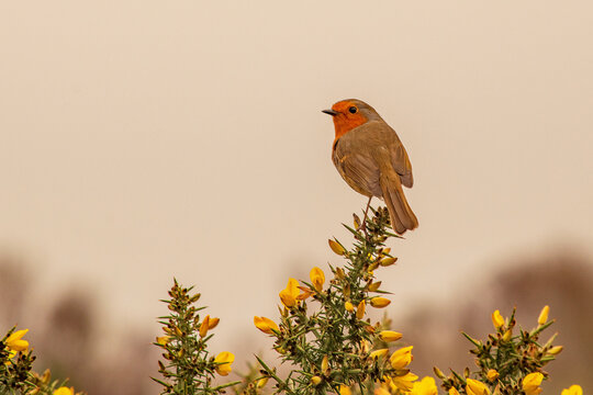 A bright red robin sits on top of a gorse bush
