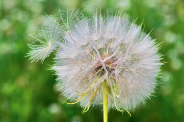 A large white dandelion close-up with parachute seeds ready to fly against the background of a blurry green meadow.