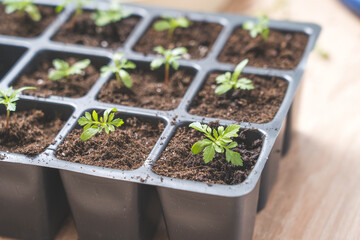 marigold seedlings cultivation and dipping top view