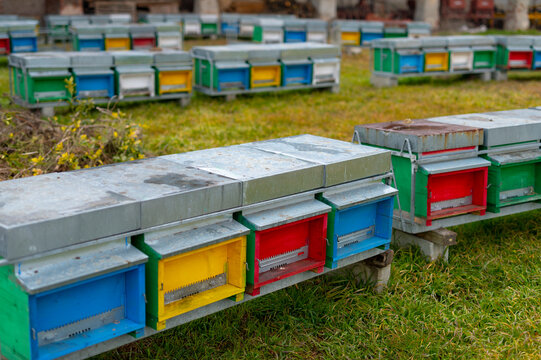 Beekeeping