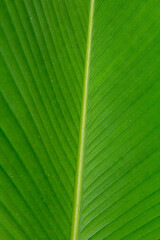 Natural Patterns of Costa Rica