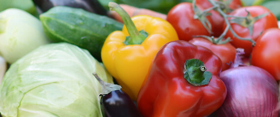 Fresh organic vegetables.Cabbage, pepper, eggplant, carrot, cucumber.Raw healthy food concept. Concept of biological, bio products, bio ecology. Banner