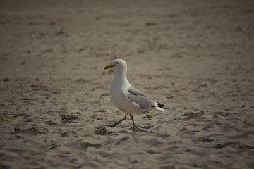 Gull hunting for chips in the wild 