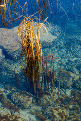 Reeds in the beach of Lake Balaton in November