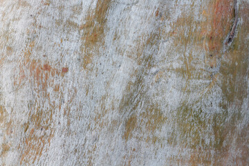 Natural Eucalyptus tree bark multi colored background. Horizontal image