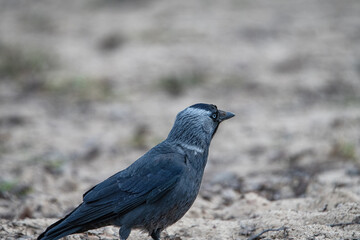 Obraz premium A beautiful black city crow walks on the ground.