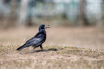 A beautiful black city crow walks on the ground.