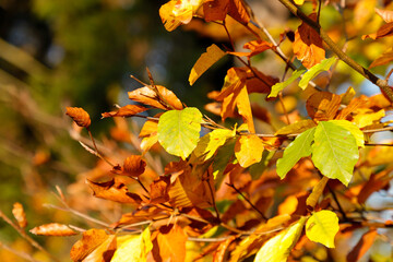 Yellow leaves in the forest