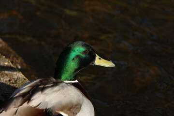 Mallards playing on the water in the river