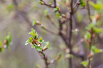 Branches of a plant with young leaves in springtime. Shallow depth of field.