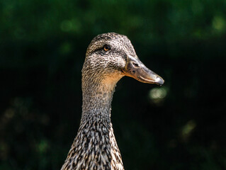 Duck