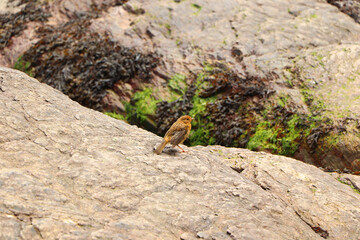 Robin hopping on the rocks by the sea