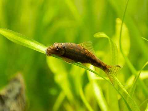 Chinese Algae Eater (Gyrinocheilus aymonieri) isolated in fish tank with blurred background