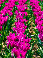 Tulips