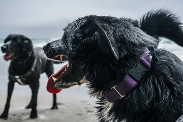 Two dogs, border collie and black lab