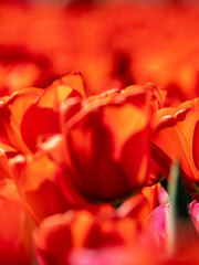 Obraz premium Tulips