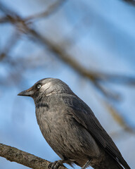 Obraz premium A beautiful black city crow sits on a tree.