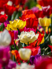 Tulips
