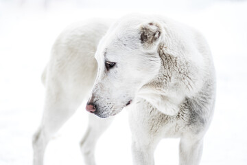 Obraz na płótnie Canvas Portrait of a white female asian shepherd dog in snow
