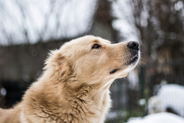 Portrait of a male asian shepherd dog in front of his owners house