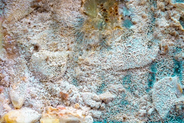 background of mold on food