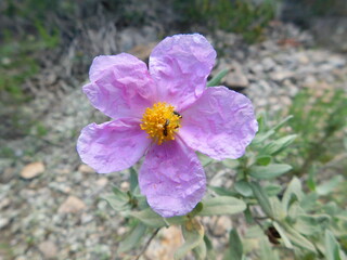 Bugs in a cistus albidus, the grey-leaved cistus, is a shrubby species of flowering plant in the family Cistaceae