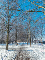 Obraz premium Winter landscape in Braunschweig, Lower Saxony, Germany. Beautiful snow covered Westpark on a sunny day
