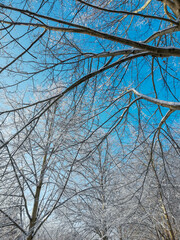 Winter landscape in Braunschweig, Lower Saxony, Germany. Beautiful snow covered Westpark on a sunny day